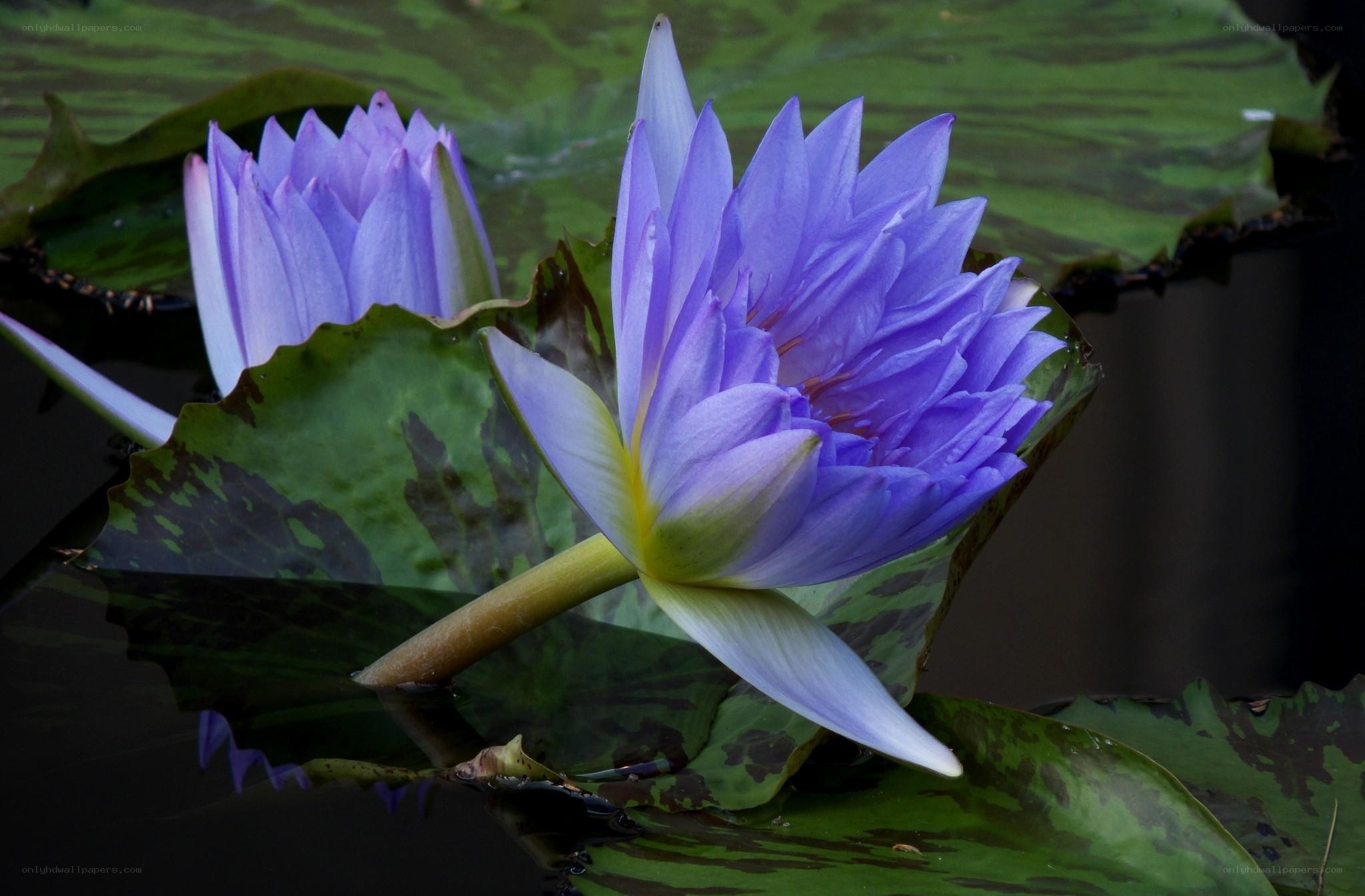 Purple water lilies in pond