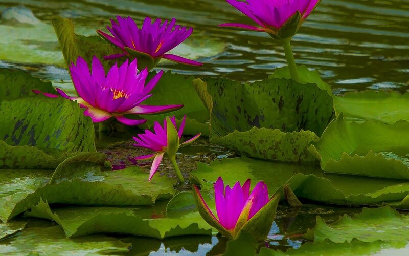 Purple water lilies on a pond