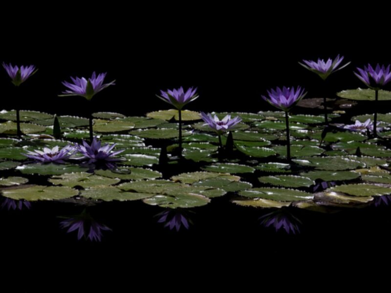 Purple water lilies on a pond