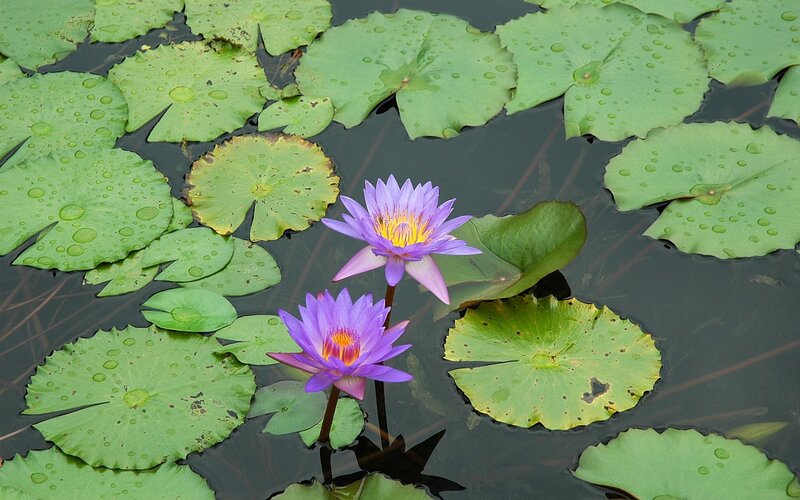 Purple water lilies on a pond