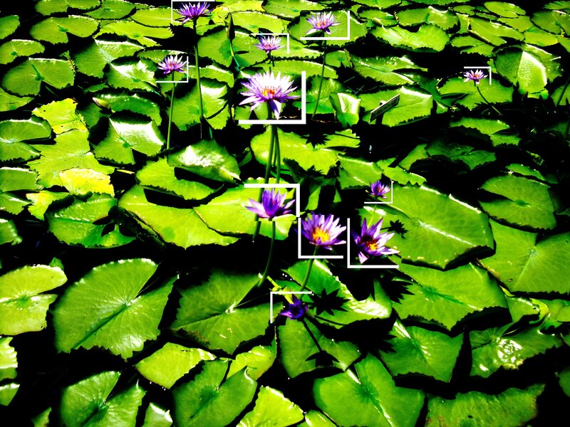 Purple water lilies on green pads