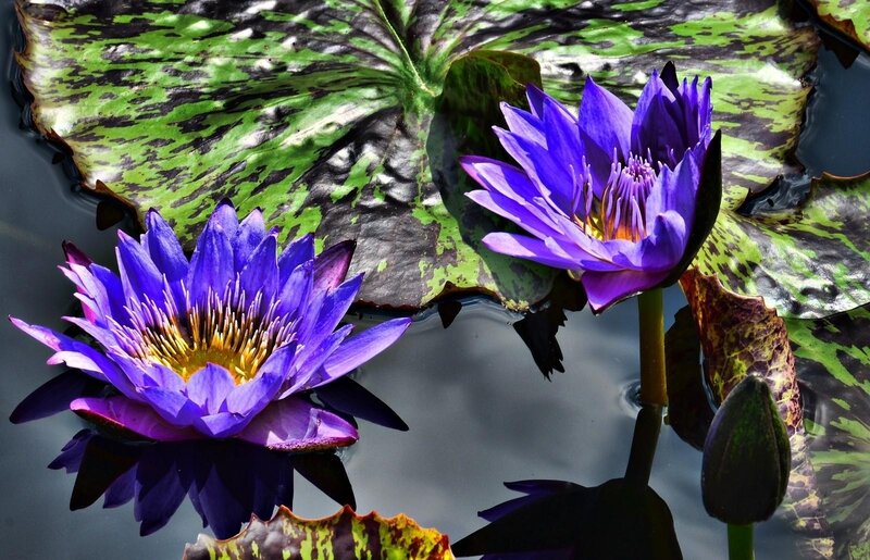 Purple water lilies on lily pads