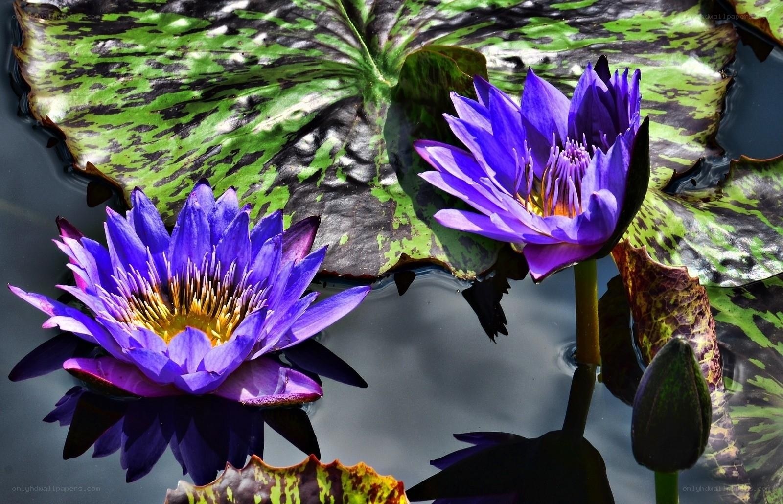 Purple water lilies on lily pads
