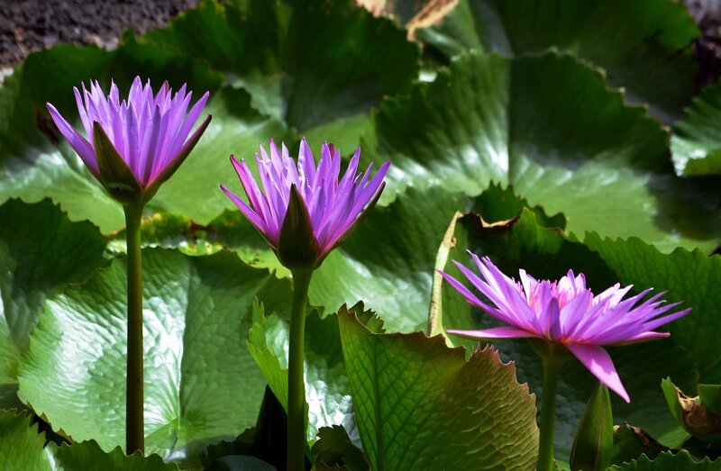 Purple water lilies on lily pads