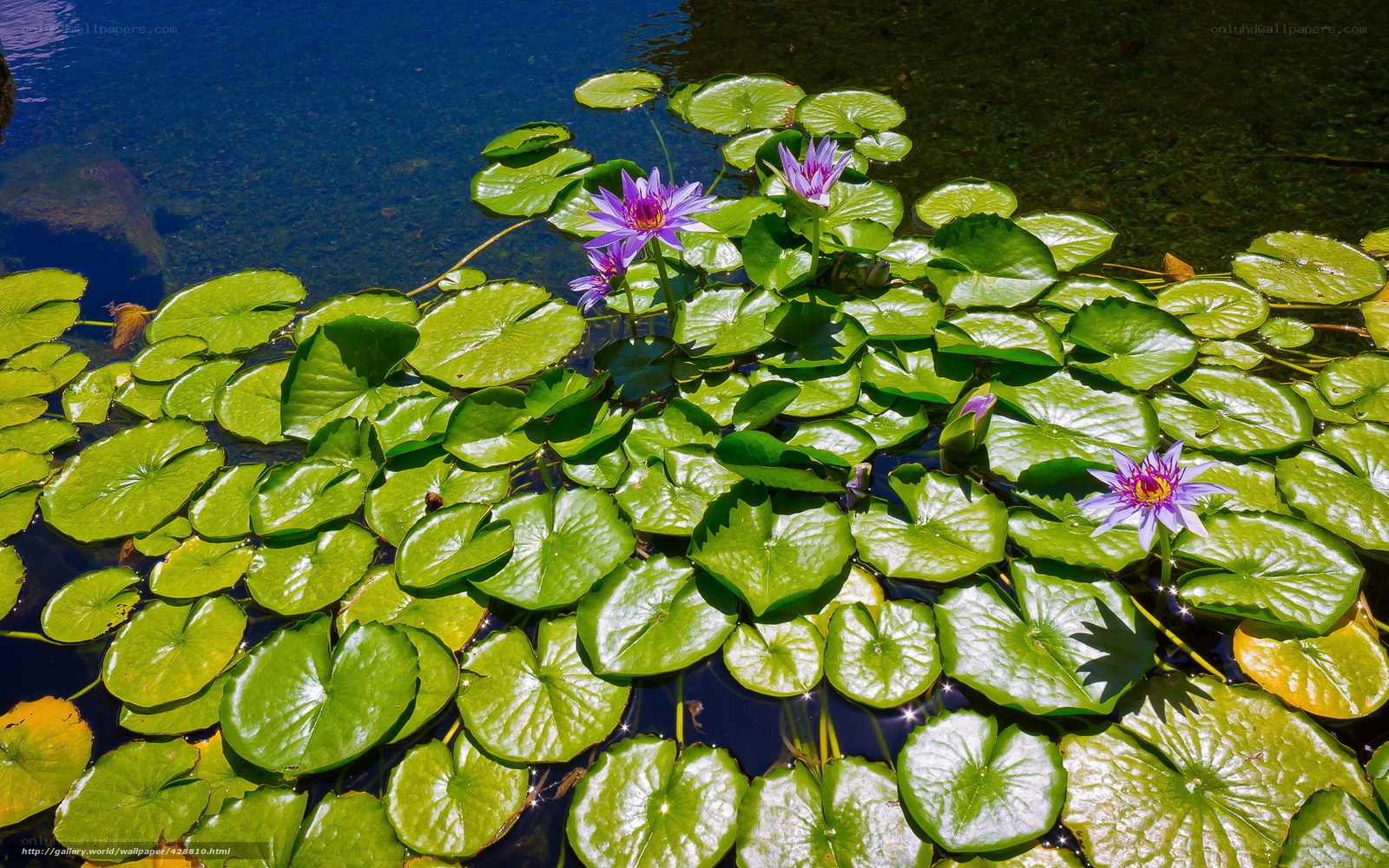 Purple water lilies on lily pads