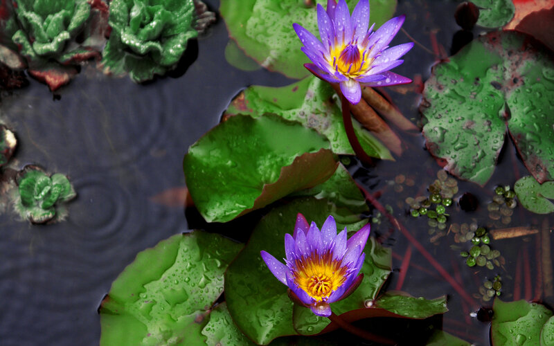 Purple water lilies on pond