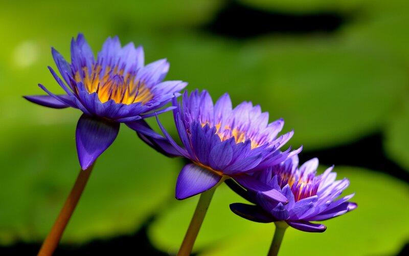 Purple Water Lilies — Serene, Afternoon, Photograph, Flowers
