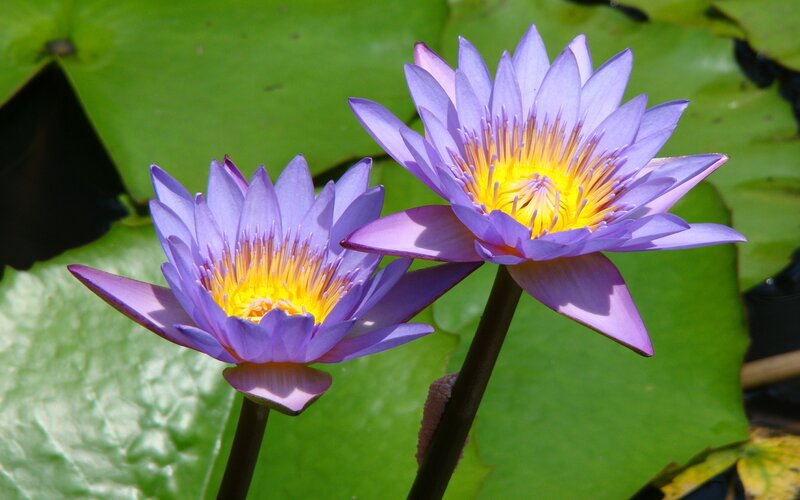 Purple Water Lilies — Serene, Afternoon, Photograph, Lily Pads, Stems