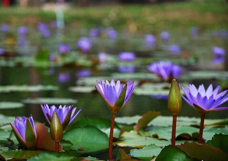 Purple Water Lilies — Serene, Afternoon