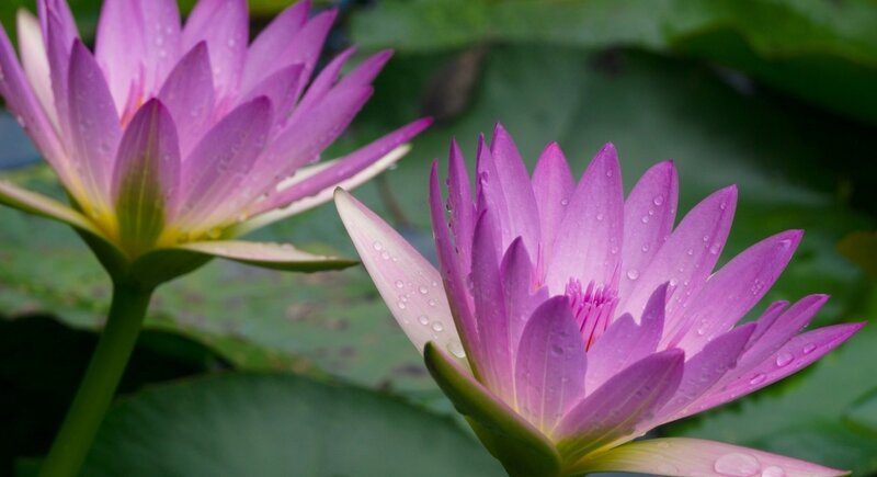 Purple Water Lilies — Serene, Morning