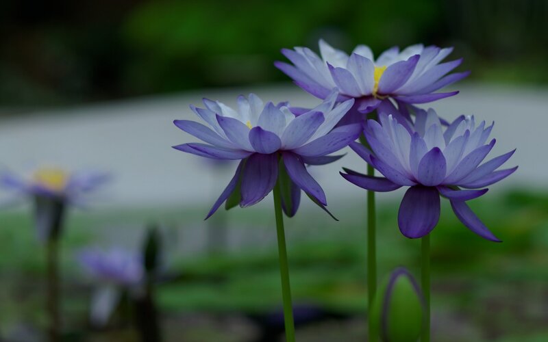 Purple Water Lilies — Serene, Photograph, Flowers