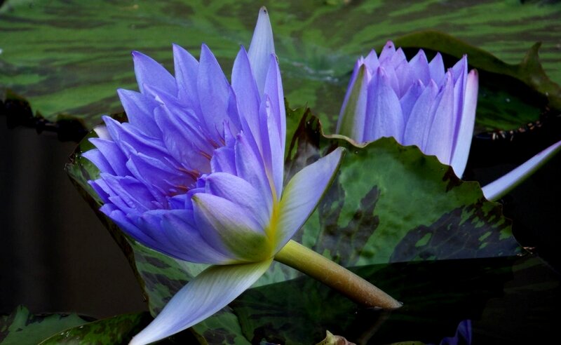 Purple Water Lilies — Serene, Photograph, Lily Pads