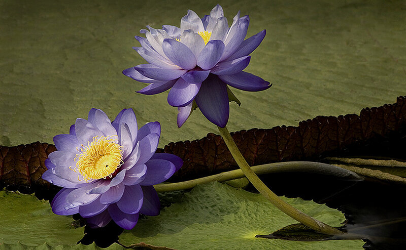 Purple Water Lilies — Serene, Photograph