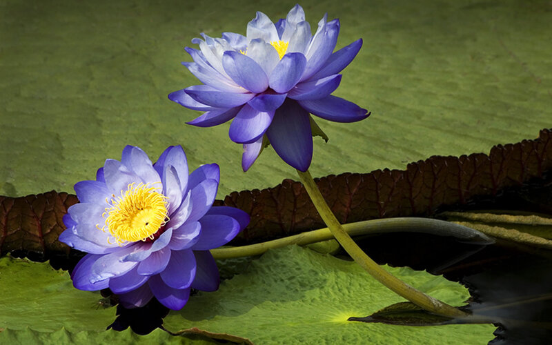 Purple Water Lilies — Serene