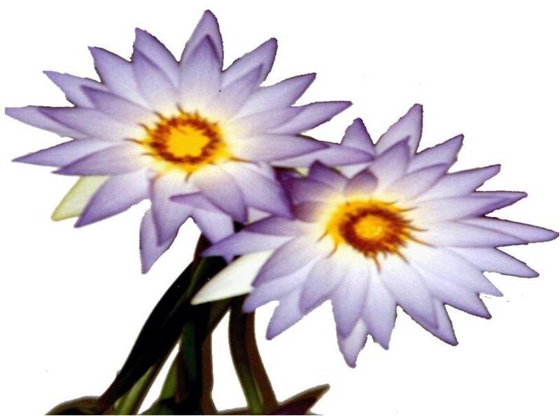 purple water lilies