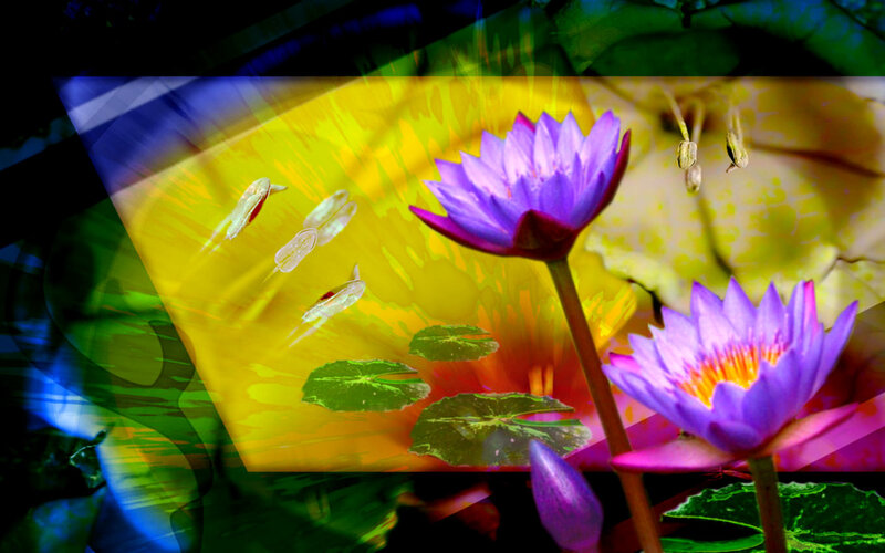 Purple Water Lilies — Vibrant, Digital Art, Lily Pads, Buds