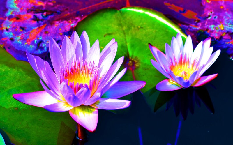 Purple Water Lilies — Vibrant, Photograph