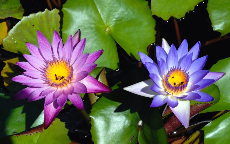 Purple water lilies with bees