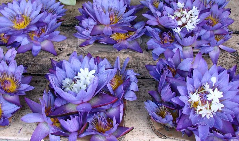 Purple water lilies with white flowers