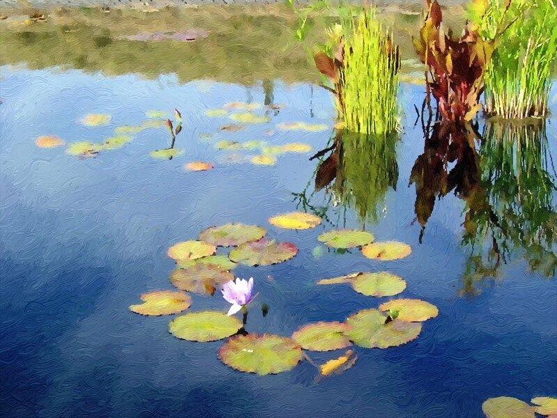 Purple Water Lily — Blue, Serene
