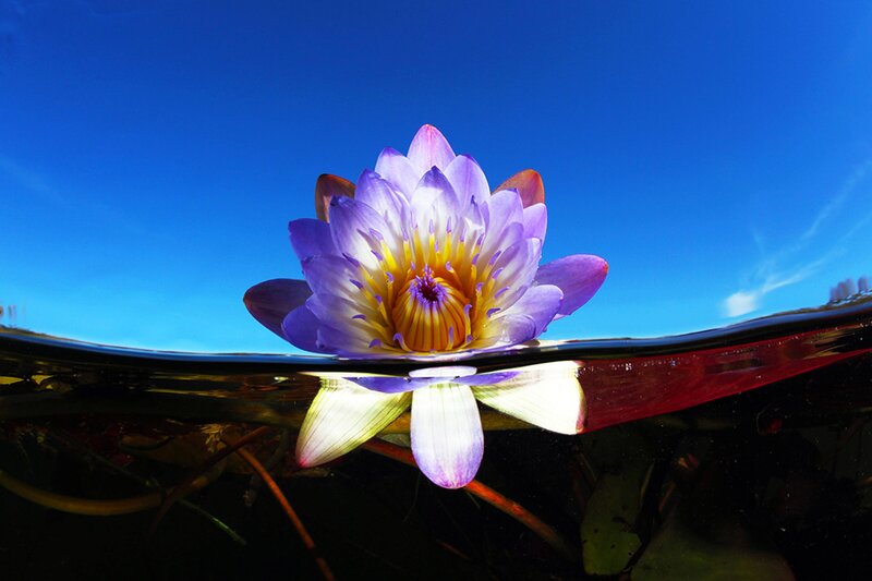 Purple Water Lily — Blue