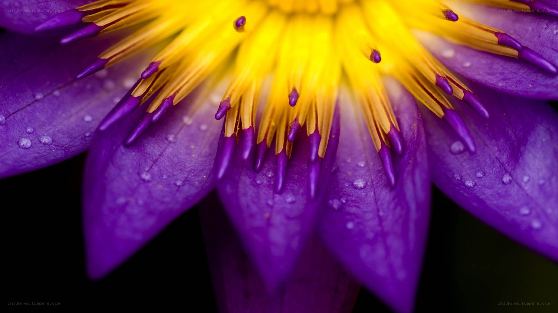 purple water lily close-up