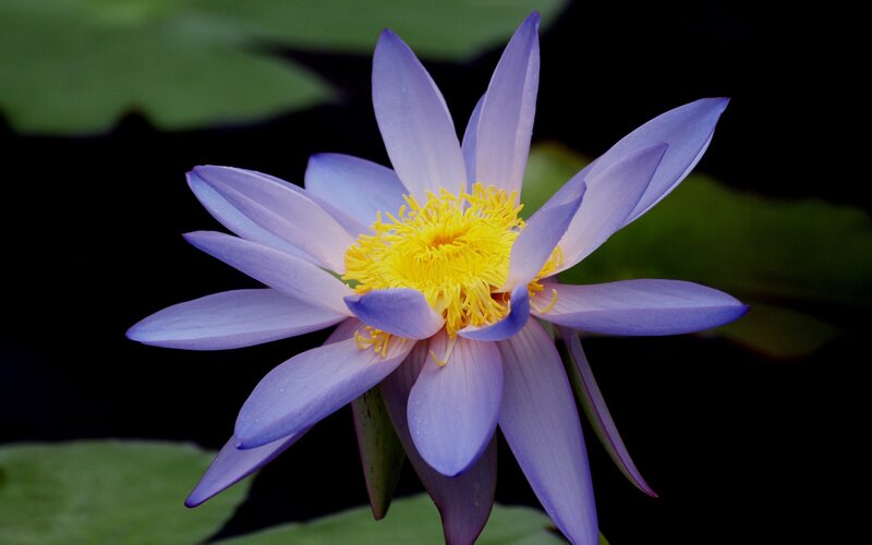 purple water lily flower