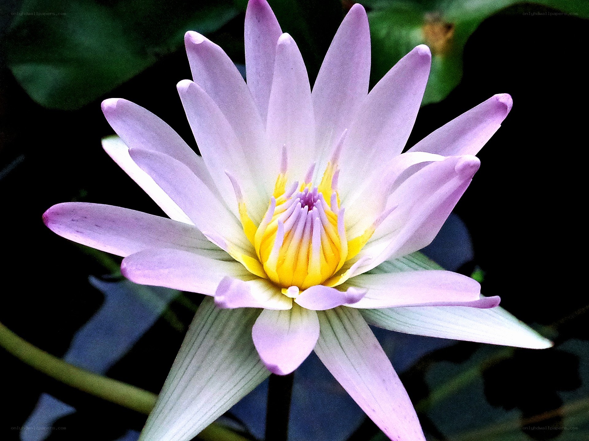 purple water lily flower