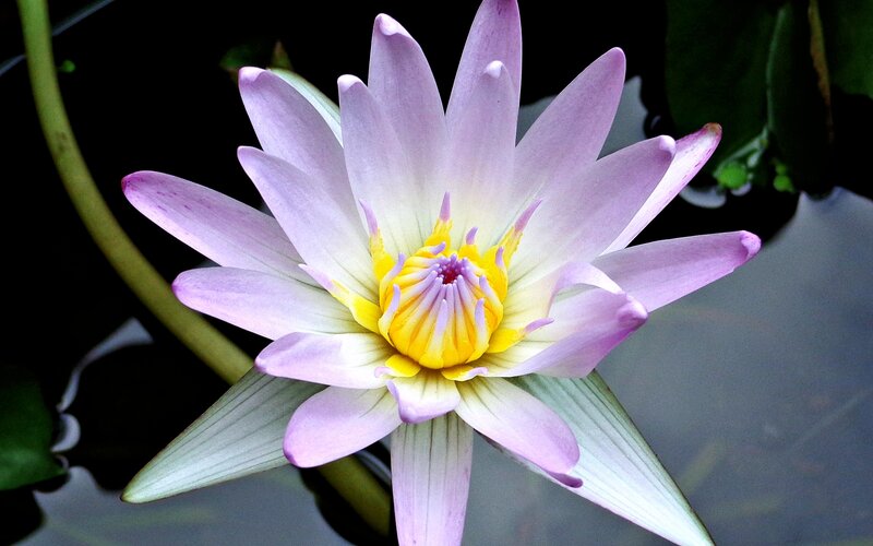 purple water lily flower