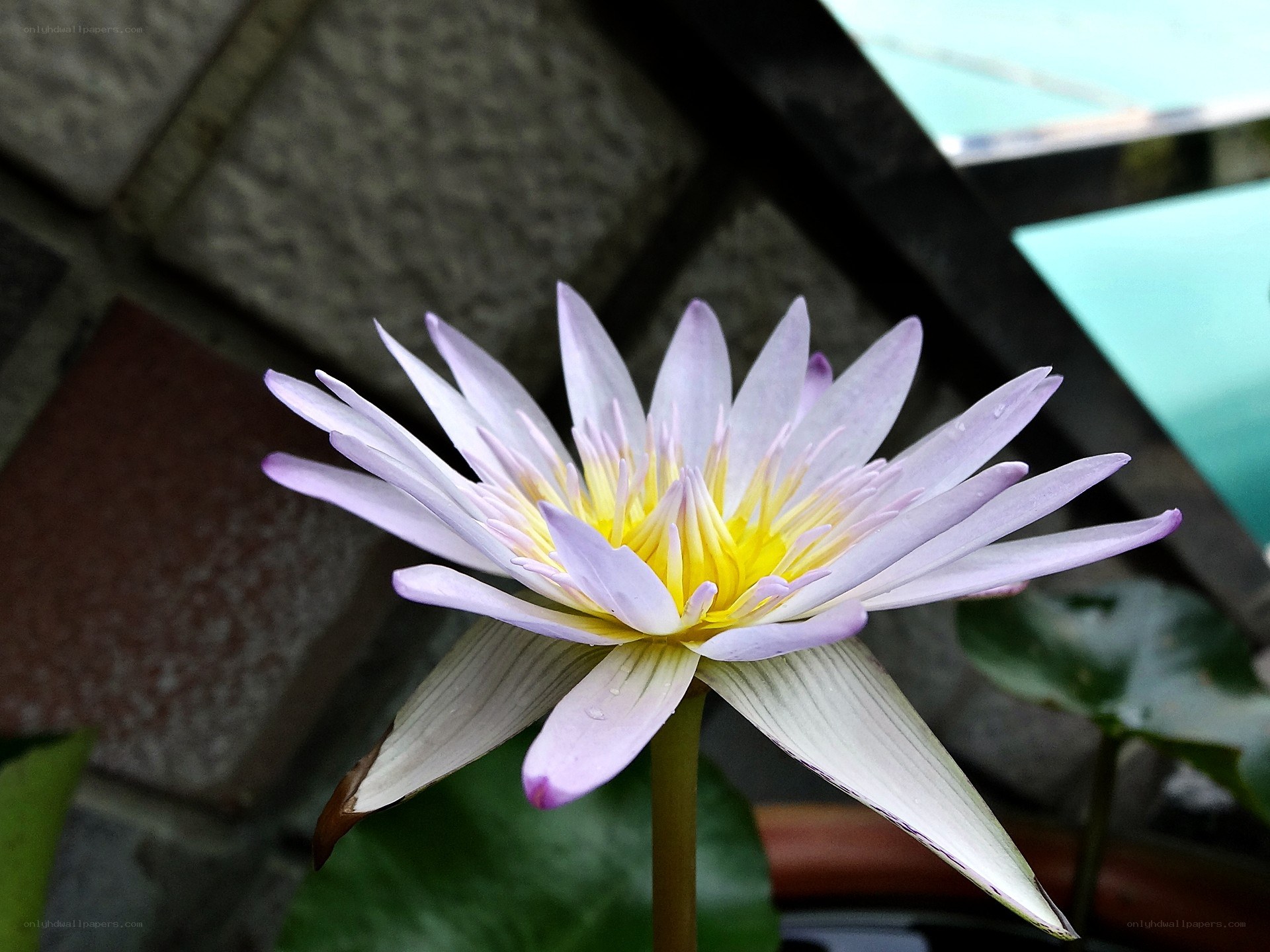 purple water lily flower