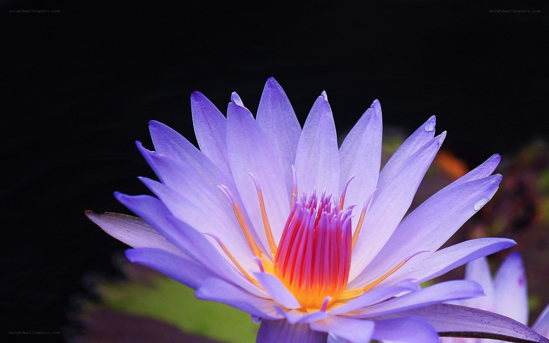purple water lily flower