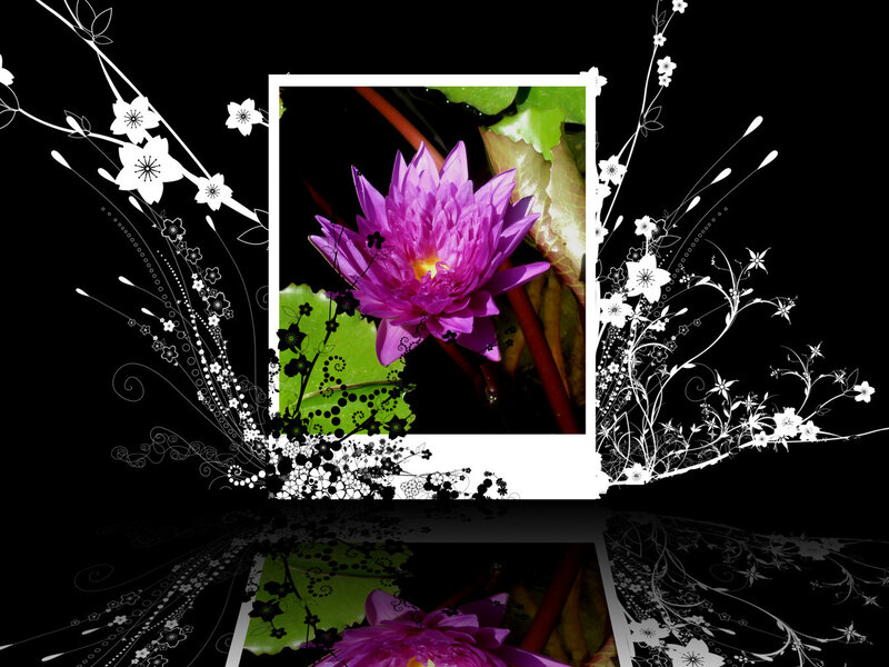purple water lily flower