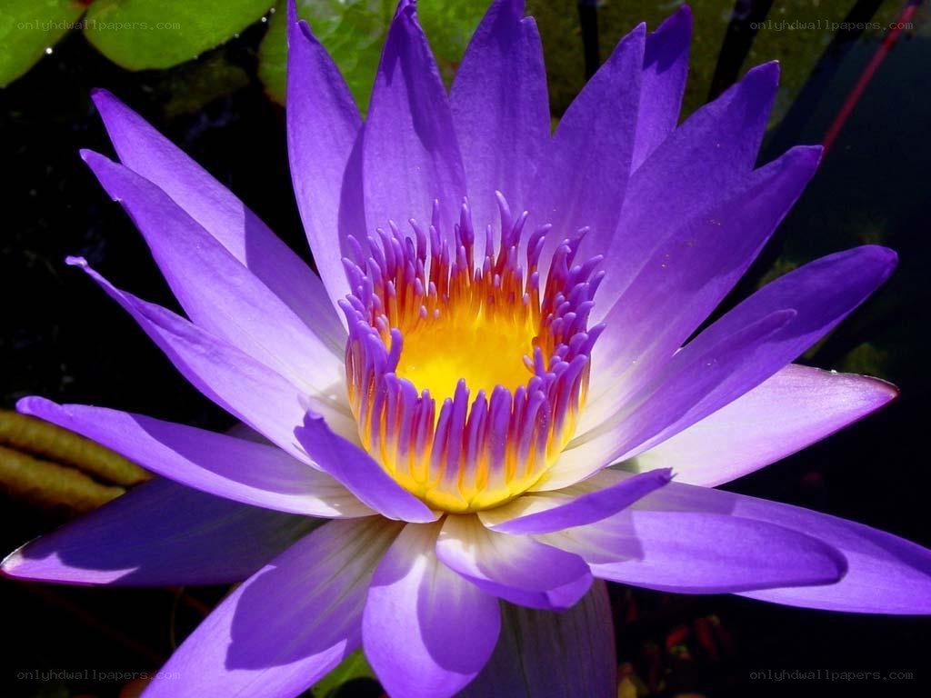 purple water lily flower