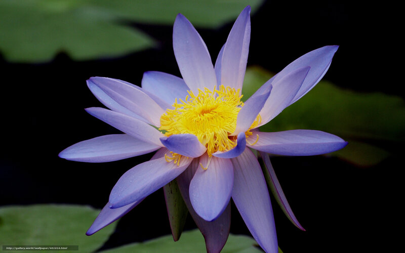 purple water lily flower