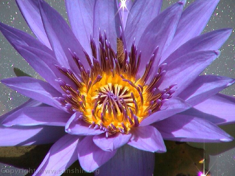 purple water lily flower