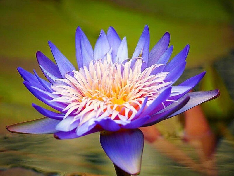 purple water lily flower