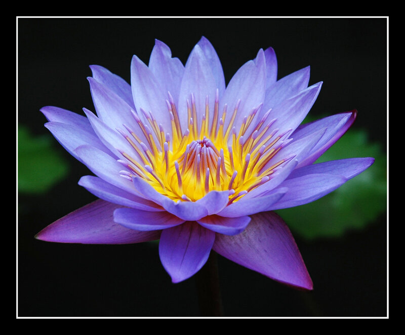 purple water lily flower
