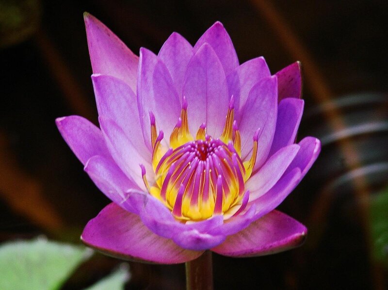 purple water lily flower