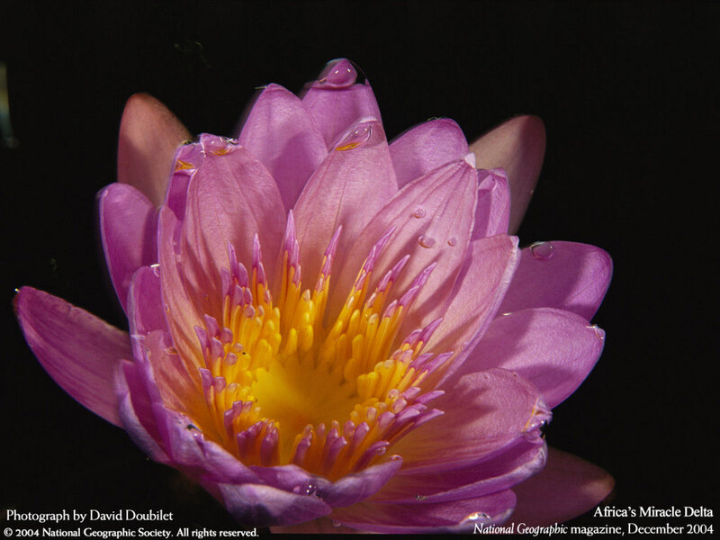 Purple water lily flower
