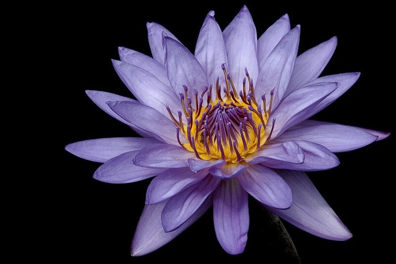 purple water lily flower