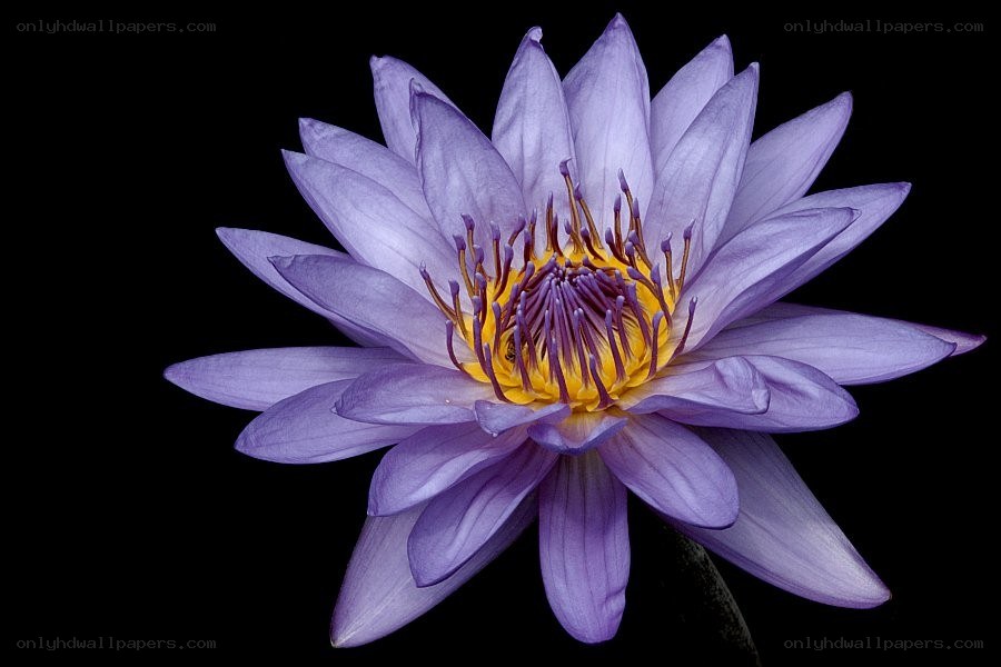 purple water lily flower