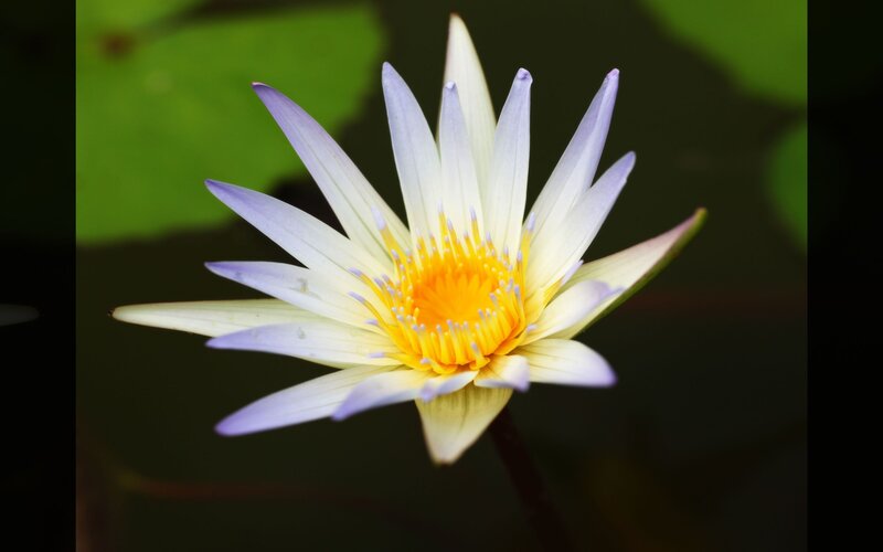 purple water lily flower