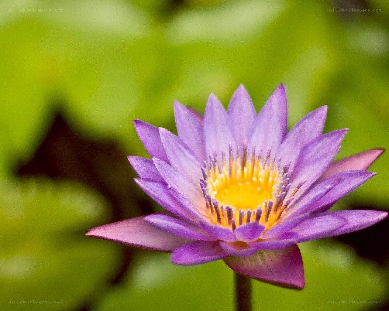 purple water lily flower