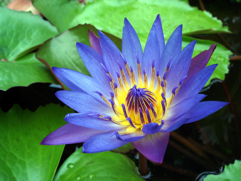 Purple Water Lily Flower — Blue