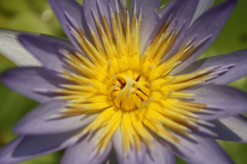 Purple Water Lily Flower — Calm, Afternoon, Photograph