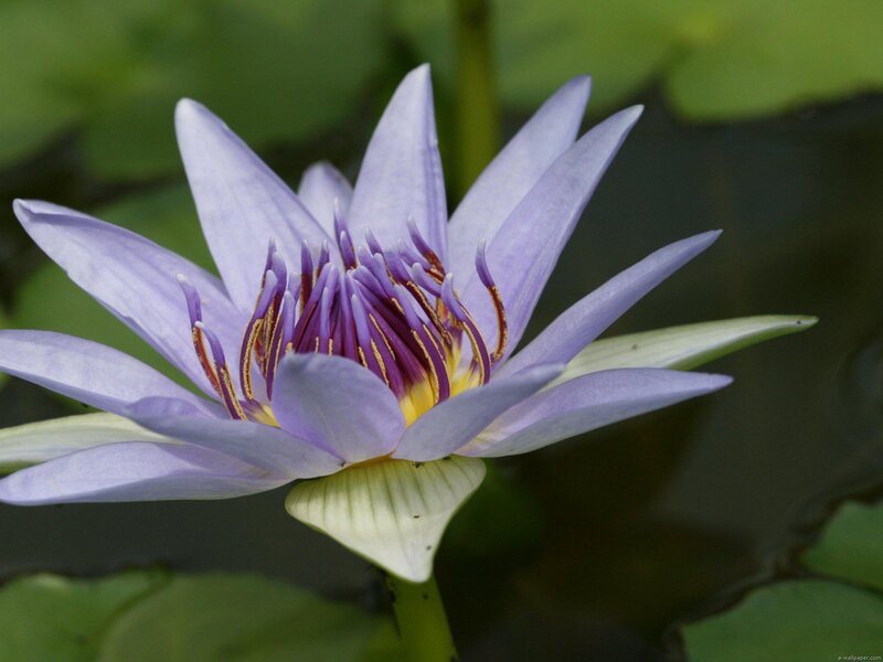 Purple Water Lily Flower — Calm, Afternoon