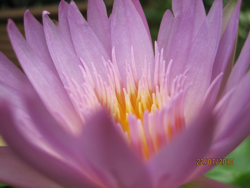 Purple Water Lily Flower — Calm