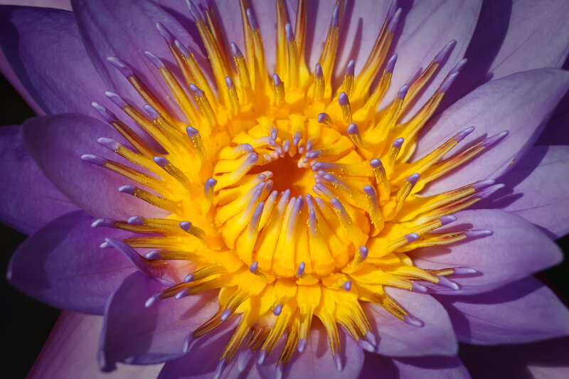 Purple Water Lily Flower — Dramatic, Afternoon