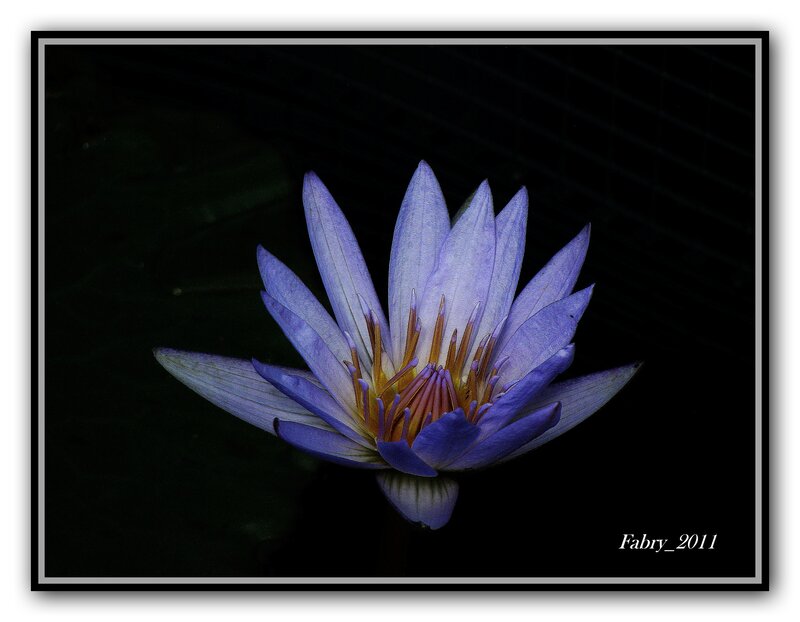 Purple Water Lily Flower — Dramatic, Night, Photograph
