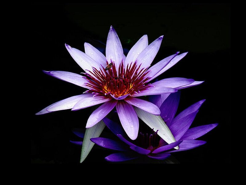 Purple Water Lily Flower — Dramatic, Night